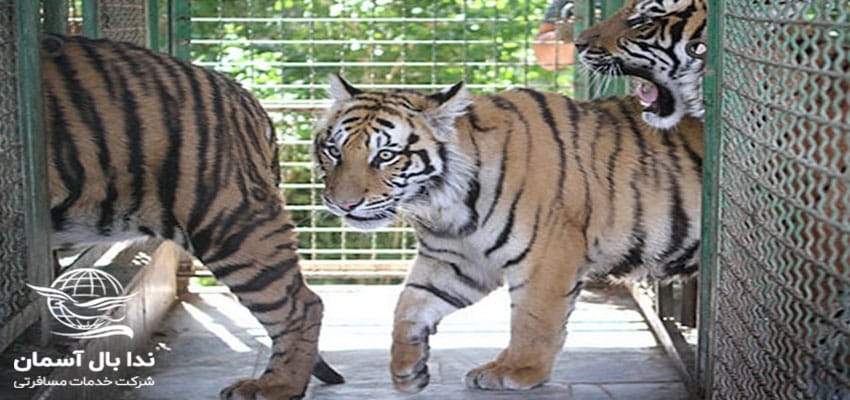 پارک جنگلی وکیل آباد