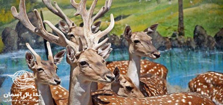 پارک جنگلی وکیل آباد